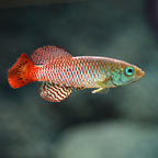 Guentheri Killifish