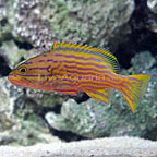 Pollenei Grouper