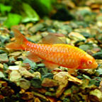 Albino Cherry Barb