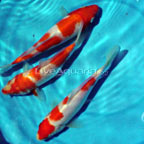 Kohaku High Quality Koi, Japan Strain