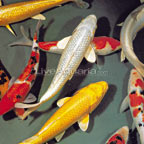 Assorted High Quality Koi, Japan Strain