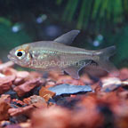 Diamond Tetra