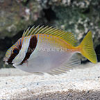 Two Barred Rabbitfish