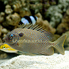 Gold Spotted Rabbitfish