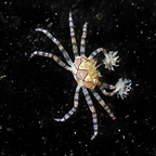 Pom Pom Crab