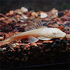 Bushy Nose (L-144) Plecostomus, Albino Gold