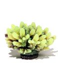 Aquatic Creations Yellow Tipped Gray Acropora Aquarium Décor