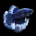 Premium Halfmoon Butterfly Betta - Male