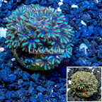 LiveAquaria® CCGC Aquacultured Blue Sympodium Coral Frag LiveAquaria® CCGC Aquacultured Blue Sympodium Coral Frag