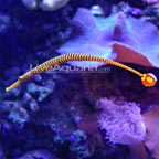 Pipefish