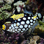 Triggerfish