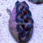 Tridacna Clams