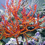 Sea Fans