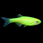 GloFish®