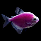 GloFish®, Galactic Purple® Tetra