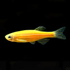 GloFish®, Sunburst Orange® Danio