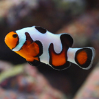 Captive-Bred MochaVinci Clownfish
