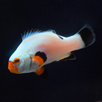 Captive-Bred Platinum Percula Clownfish