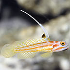 Gobies