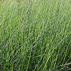 Horsetail Rush