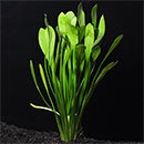 Dwarf Sagittaria