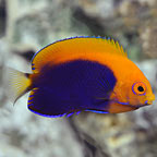 Flameback Angelfish