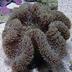 True Carpet Anemone - Brown