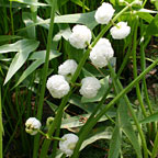 Double Flowering Arrowhead