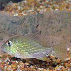 Threadfin Geophagus