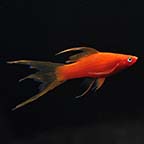 Hi Fin Swordtail, Blood Red