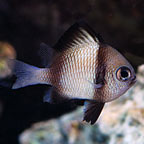 Two Stripe Damselfish 