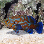 Blue Line Grouper 