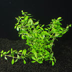 Ludwigia Needle Leaf, Ludwigia arcuata