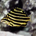 Australian Stripey