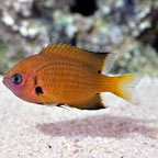 Agile Chromis