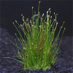 Dwarf Hairgrass