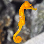 Ingen's Seahorse, Captive-Bred