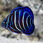 Captive-Bred Annularis Angelfish