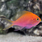 Fathead Sunburst Anthias 