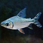 Redfin Prochilodus