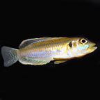 Gold Ocellatus Cichlid