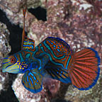 Dragonets Marine Fish