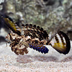 Fingered Dragonet