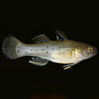 Brackish Fan Dance Goby