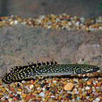 Bichir