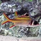 Sammara Squirrelfish