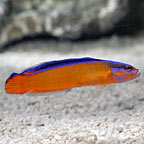  Captive-Bred Neon Dottyback