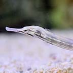 Dragonface Pipefish 