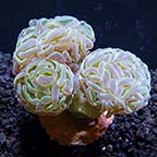 USA Aquacultured Bicolor Hammer Coral