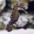 Reidi Seahorse, Captive-Bred